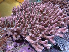 画像1: No.7 ハイマツミドリイシ (1)