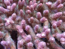 画像2: No.7 ハイマツミドリイシ (2)