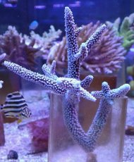 画像1: No.8 オーストラリア産 スギノキミドリイシ (1)