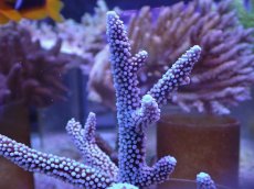 画像2: No.8 オーストラリア産 スギノキミドリイシ (2)