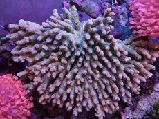 画像1: No.9 ハイマツミドリイシ (1)