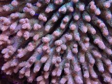 画像2: No.9 ハイマツミドリイシ (2)