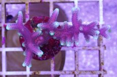 画像1: No.1 トンガ産 トゲサンゴ　グリーンチップ (1)