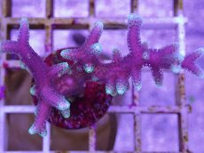 画像2: No.1 トンガ産 トゲサンゴ　グリーンチップ (2)