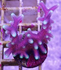 画像1: No.2 トンガ産 トゲサンゴ　グリーンチップ (1)