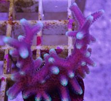 画像2: No.2 トンガ産 トゲサンゴ　グリーンチップ (2)