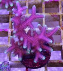 画像1: No.3 トンガ産 トゲサンゴ　グリーンチップ (1)