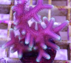 画像2: No.3 トンガ産 トゲサンゴ　グリーンチップ (2)