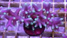 画像1: No.4 トンガ産 トゲサンゴ　グリーンチップ (1)