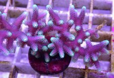 画像2: No.4 トンガ産 トゲサンゴ　グリーンチップ (2)