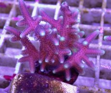 画像2: No.5 トンガ産 トゲサンゴ　グリーンチップ (2)