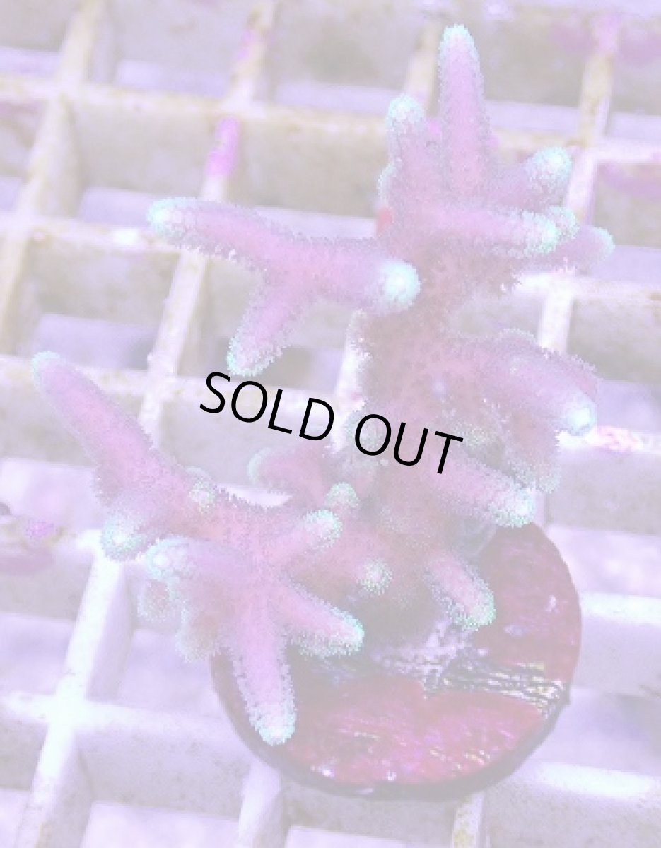 画像1: No.6 トンガ産 トゲサンゴ　グリーンチップ (1)