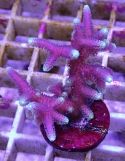 画像1: No.6 トンガ産 トゲサンゴ　グリーンチップ (1)