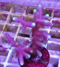 画像2: No.6 トンガ産 トゲサンゴ　グリーンチップ (2)