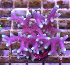 画像1: No.7 トンガ産 トゲサンゴ　グリーンチップ (1)