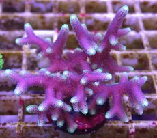 画像2: No.7 トンガ産 トゲサンゴ　グリーンチップ (2)