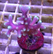 画像1: No.8 トンガ産 トゲサンゴ　グリーンチップ (1)