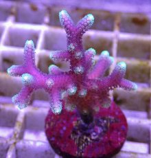 画像2: No.8 トンガ産 トゲサンゴ　グリーンチップ (2)