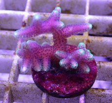 画像1: No.9 トンガ産 トゲサンゴ　グリーンチップ (1)