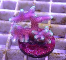 画像2: No.9 トンガ産 トゲサンゴ　グリーンチップ (2)