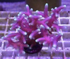 画像1: No.10 トンガ産 トゲサンゴ　グリーンチップ (1)