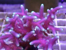 画像2: No.10 トンガ産 トゲサンゴ　グリーンチップ (2)