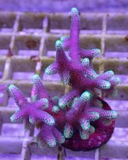 画像1: No.11 トンガ産 トゲサンゴ　グリーンチップ (1)