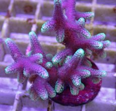 画像2: No.11 トンガ産 トゲサンゴ　グリーンチップ (2)