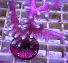 画像2: No.12 トンガ産 トゲサンゴ　グリーンチップ (2)