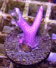 画像1: No.13 トンガ産 トゲサンゴ　ピンク (1)