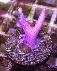 画像2: No.13 トンガ産 トゲサンゴ　ピンク (2)