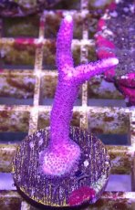 画像1: No.14 トンガ産 トゲサンゴ　ピンク (1)