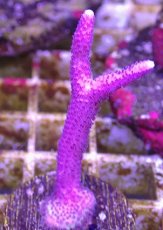 画像2: No.14 トンガ産 トゲサンゴ　ピンク (2)