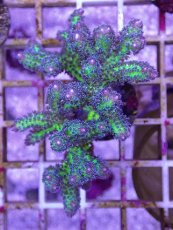 画像1: No.15 オーストラリア産 トゲサンゴ　イエローグリーン (1)