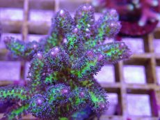 画像2: No.15 オーストラリア産 トゲサンゴ　イエローグリーン (2)