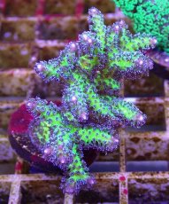 画像1: No.16 オーストラリア産 トゲサンゴ　イエローグリーン (1)