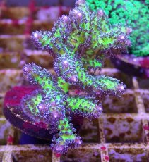 画像2: No.16 オーストラリア産 トゲサンゴ　イエローグリーン (2)