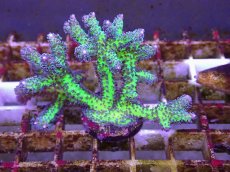 画像1: No.17 オーストラリア産 トゲサンゴ　イエローグリーン (1)