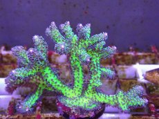 画像2: No.17 オーストラリア産 トゲサンゴ　イエローグリーン (2)