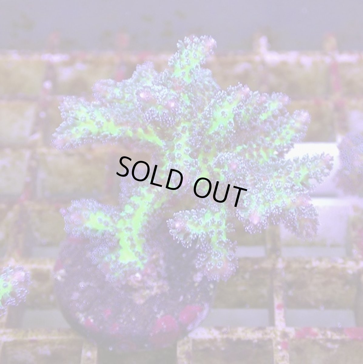 画像1: No.18 オーストラリア産 トゲサンゴ　イエローグリーン (1)