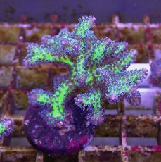 画像1: No.18 オーストラリア産 トゲサンゴ　イエローグリーン (1)