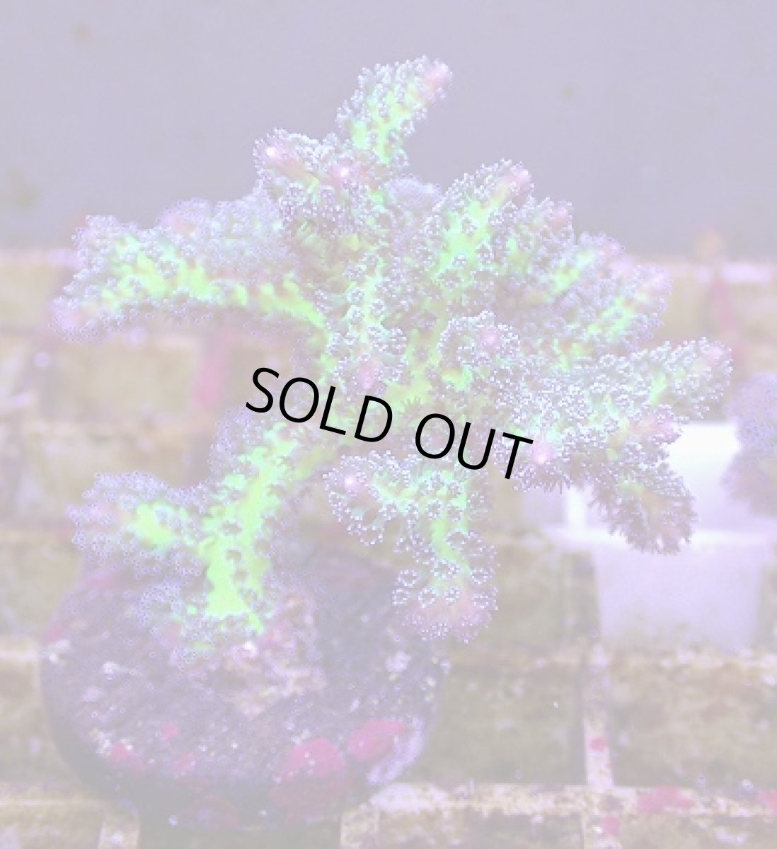 画像2: No.18 オーストラリア産 トゲサンゴ　イエローグリーン (2)