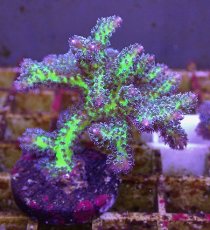 画像2: No.18 オーストラリア産 トゲサンゴ　イエローグリーン (2)