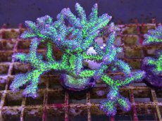 画像1: No.19 オーストラリア産 トゲサンゴ　イエローグリーン (1)