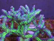 画像2: No.19 オーストラリア産 トゲサンゴ　イエローグリーン (2)