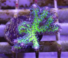 画像1: No.20 オーストラリア産 トゲサンゴ　イエローグリーン (1)