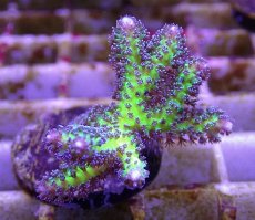 画像2: No.20 オーストラリア産 トゲサンゴ　イエローグリーン (2)