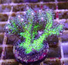 画像1: No.21 オーストラリア産 トゲサンゴ　イエローグリーン (1)