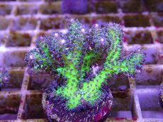 画像2: No.21 オーストラリア産 トゲサンゴ　イエローグリーン (2)