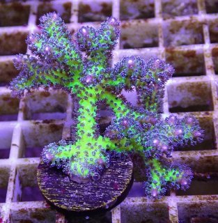 バイタルウェーブ2 シアン 楽天市場】バイタルウェーブ2 シアン 9W 水槽 ライト 照明 関東当日